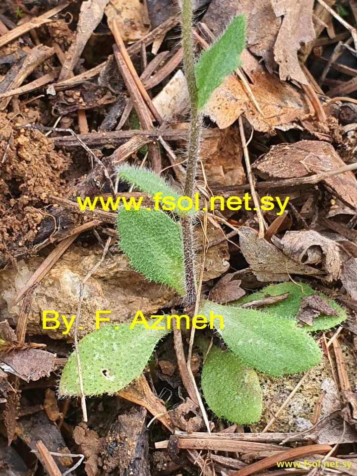Arabidopsis thaliana (L.) Schur.
